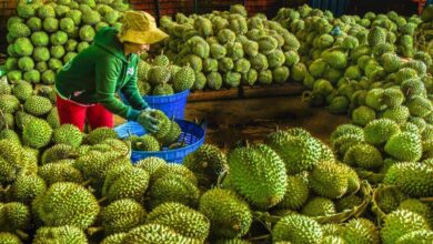 Pekebun mengeluh, harga durian merudum kerana hujan