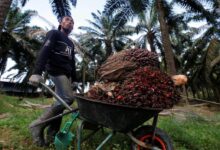 MPOB memetakan 70 peratus pekebun kecil bebas