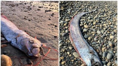 Ikan gempa bumi semakin kerap muncul