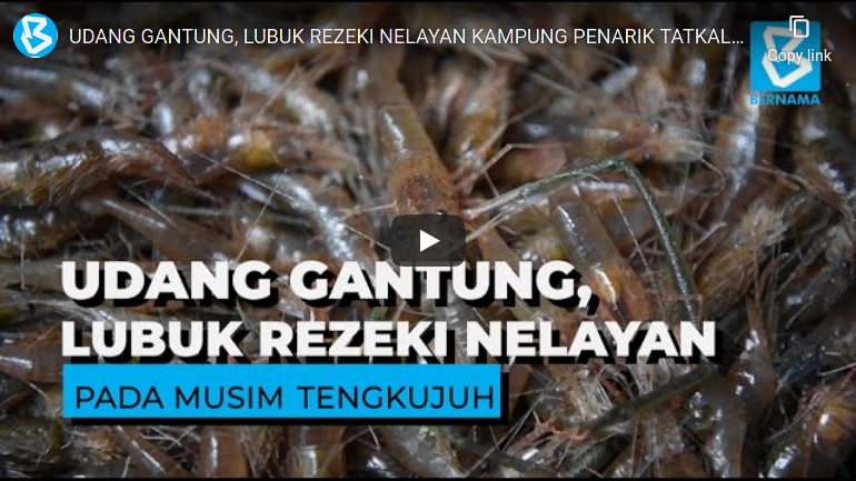 Udang Gantung Lubuk Rezeki Nelayan Kampung Penarik Tatkala Musim Tengkujuh My News Online