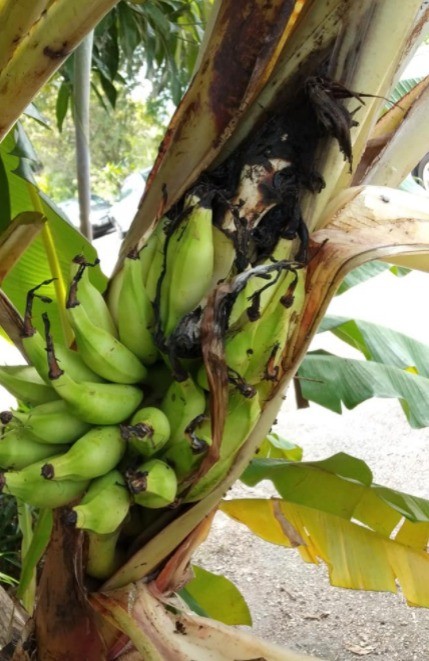 buah pisang keluar dari batang