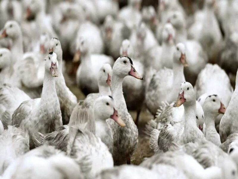 Ladang ternakan ayam Belgium kena perintah berkurung