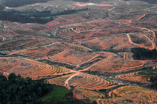 Indonesia paling banyak sumbang kemusnahan hutan tropika