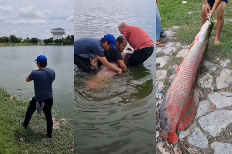 Kaki pancing bergelut tarik Arapaima 1.9 meter di Klang