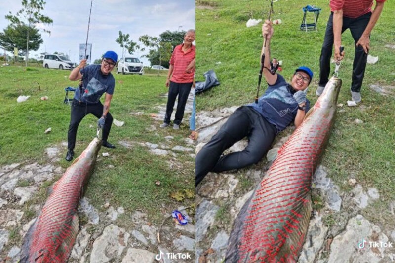 Kaki pancing bergelut tarik Arapaima 1.9 meter di Klang