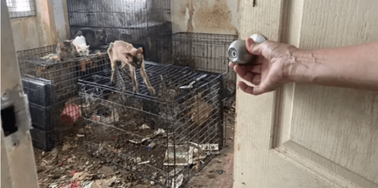 Polis temukan lebih 60 bangkai kucing, anjing bersepah dalam rumah di Thailand