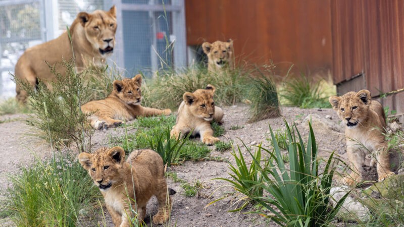 Lima ekor singa terlepas dari kurungan, Zoo Sydney ‘lockdown’