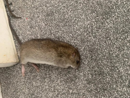 Wanita jadi gelandangan, rumah diserang tikus