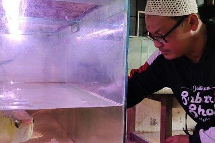 Bapa pasrah anak goreng ikan arowana bernilai RM4,286