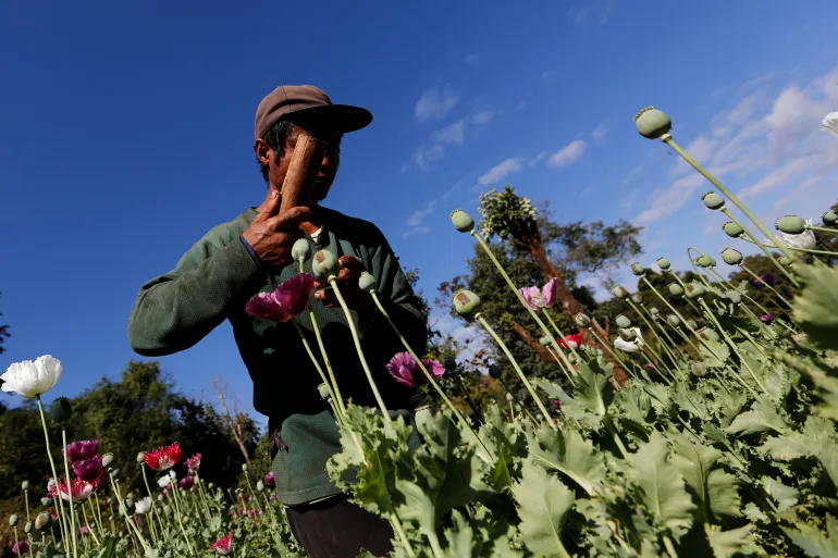 Popi candu melonjak ditanam di Myanmar