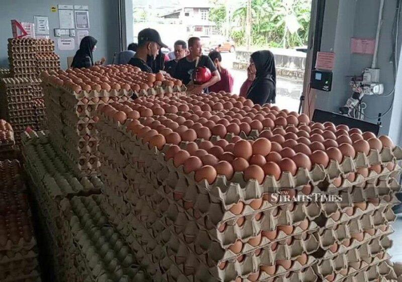 Govt urged to remove AP for chicken egg imports