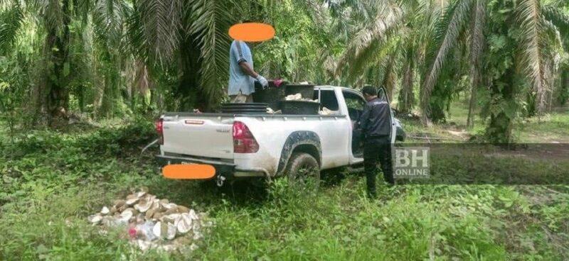 Lelaki ditahan buang kulit durian dalam kebun sawit