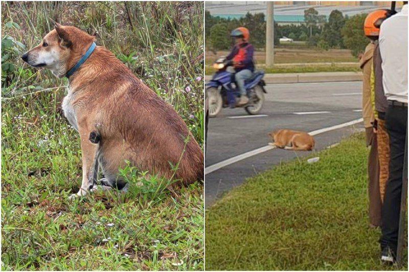 Anjing jadi bodyguard gerai nasi lemak!