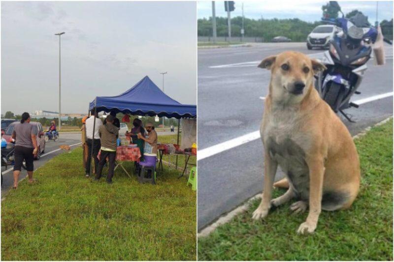 anjing jadi bodyguard gerai nasi lemak!