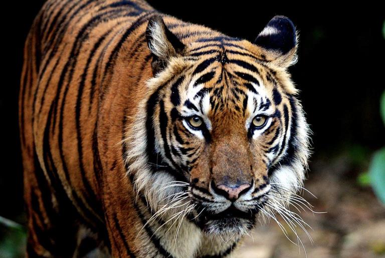 Perak Perhilitan confirms tiger sightings in Chemor