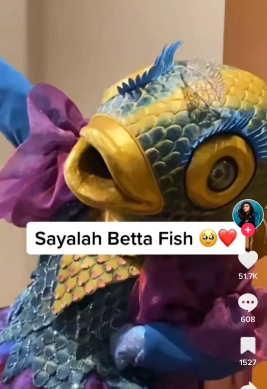 Orang Hanya Suka Betta Fish Tanpa Tahu Itu Ayda Jebat