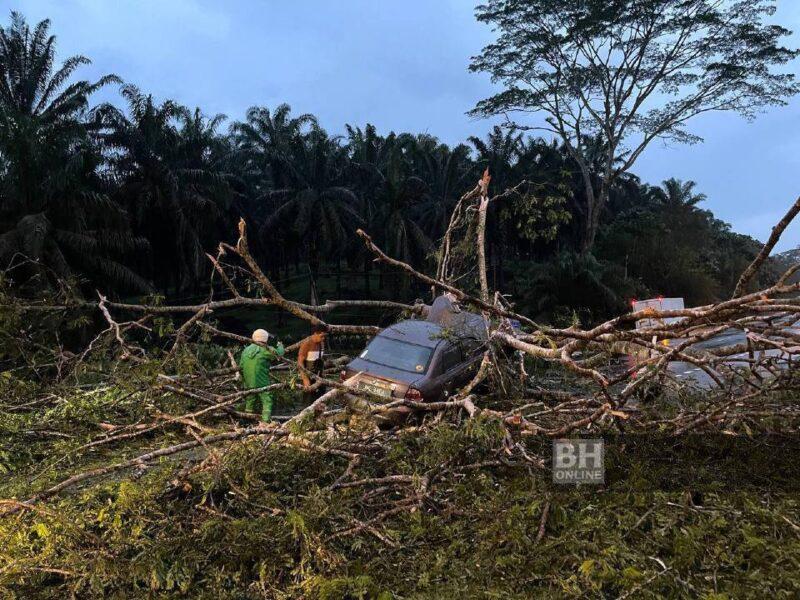 Pemandu cemas kereta dipandu dihempap pokok tumbang