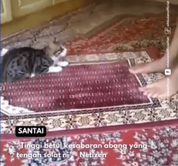 Kucing gigit orang sedang solat (video)