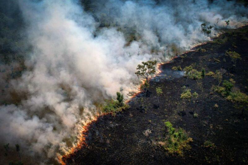Kemusnahan hutan hujan primer meningkat, COP26 gagal berfungsi