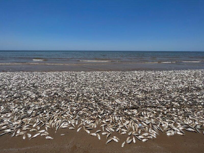 Ribuan bangkai ikan terdampar di Pantai Texas