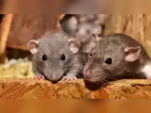 Lagi kepala tikus ditemukan dalam makanan