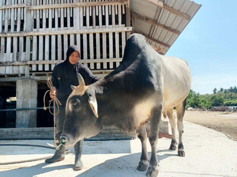 Umat Islam di Thailand sambut Aidiladha Khamis minggu depan