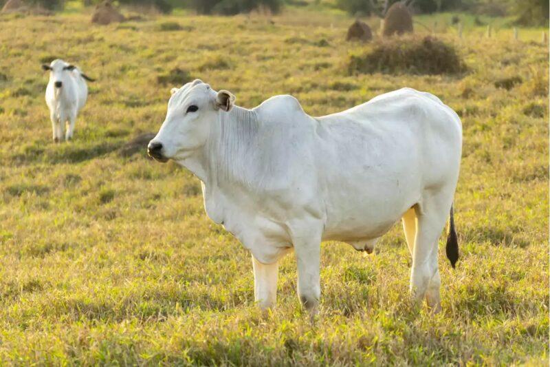 Lembu baka Nelore termahal di dunia