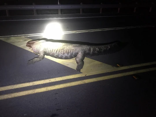 Wanita hamil maut trak pikap langgar aligator