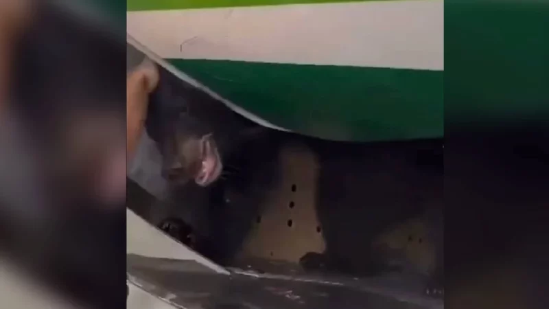 Cemas beruang terlepas dalam kargo pesawat