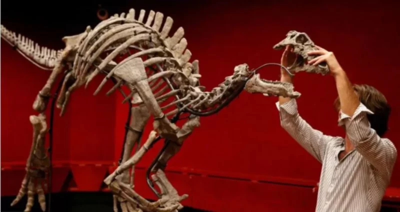 Rangka dinosaur 'Barry' untuk dilelong