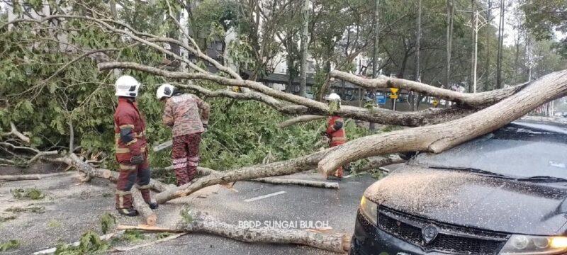 10 kes pokok tumbang di KL, tiada kemalangan jiwa berlaku