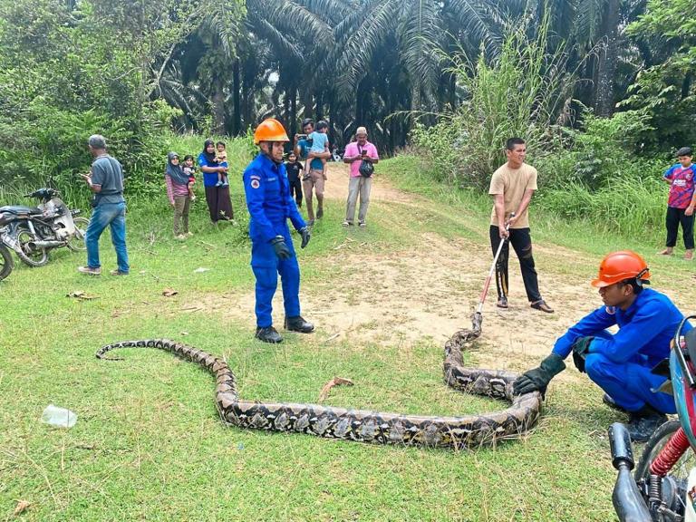 Woman nets 80kg python in Baling
