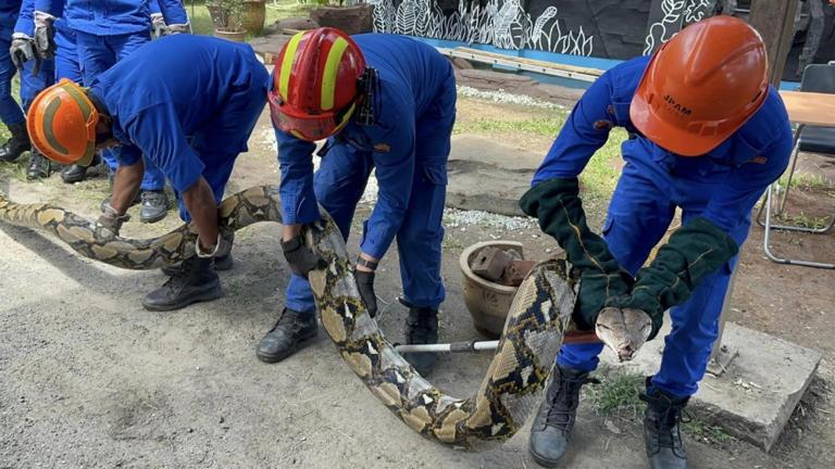 Baling's Malaysian Civil Defence Force catches seven-metre python that swallowed villager's pet monkey (VIDEO)