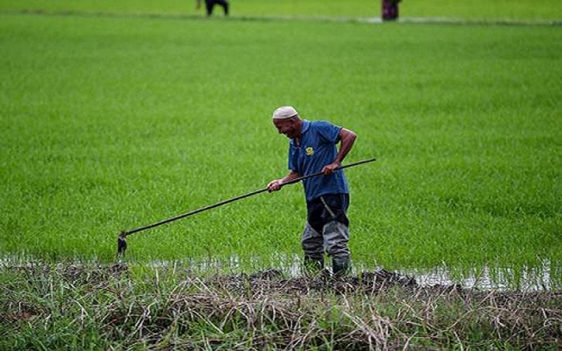 Sebutir Beras Adalah Setitik Keringat Petani, Tetapi Mengapakah Mereka Di Abaikan?