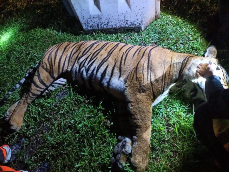 PERHILITAN lapor polis terhadap individu cabut misai harimau belang