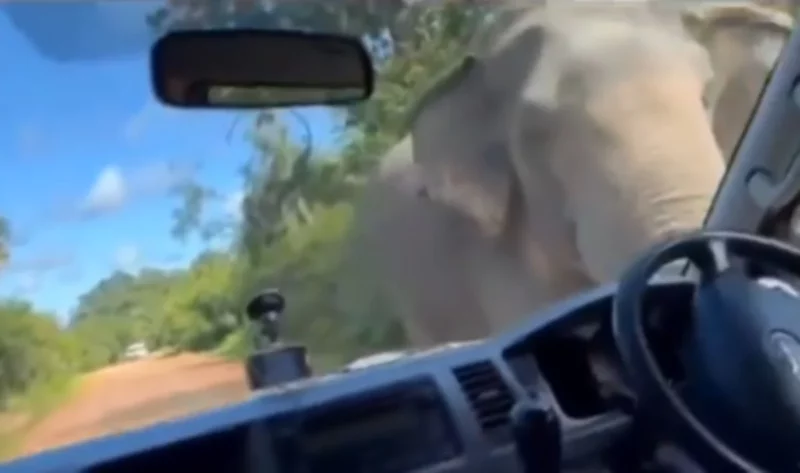 Gajah lapar 'rompak' van pelancong