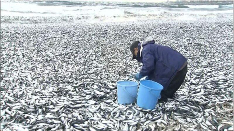 Ribuan ikan terdampar di pantai