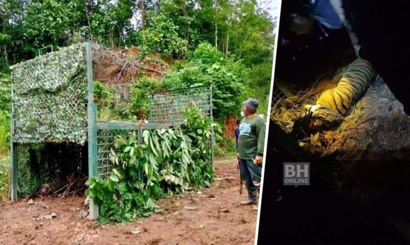 Peluru pelali tumbangkan 'Pak Belang'