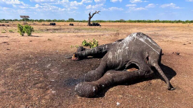 100 gajah mati di Zimbabwe akibat kemarau