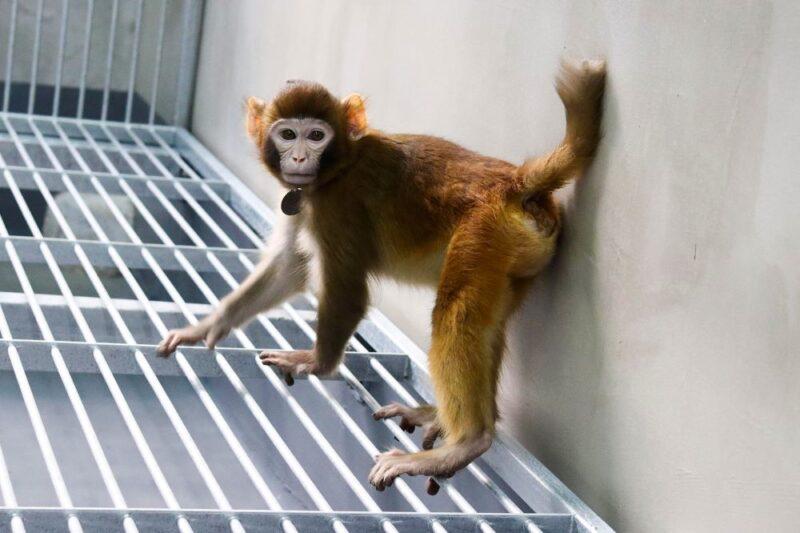 Monyet rhesus berjaya diklon saintis China