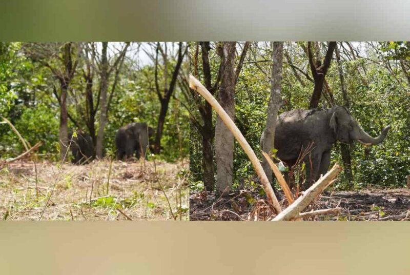 Perhilitan Johor tangkap dua ekor gajah jantan dewasa