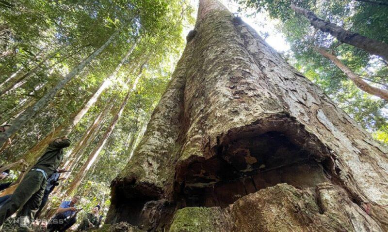 Pokok berusia lebih 250 tahun gagal ditebang