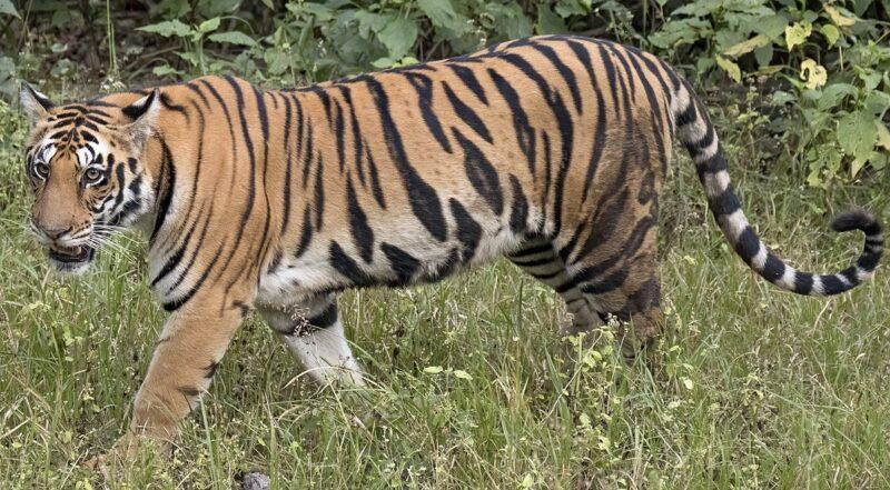 Tiger presence confirmed in Kampung Ulu Kuang, says Perhilitan