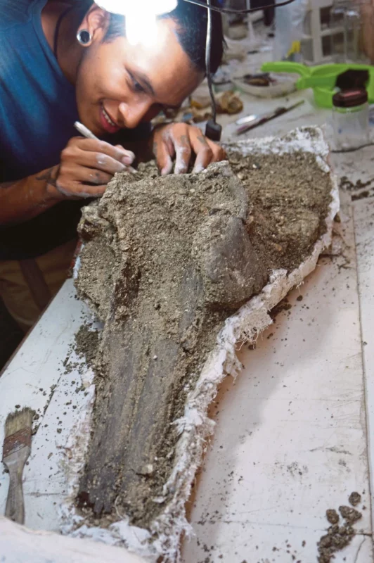 Fosil ikan lumba-lumba 16 juta tahun ditemukan di Peru