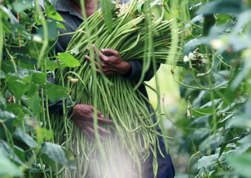 Ladang haram warga asing: KPKM risau risiko sayur tak selamat