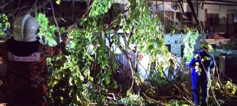 Fallen trees in KL damage 14 cars