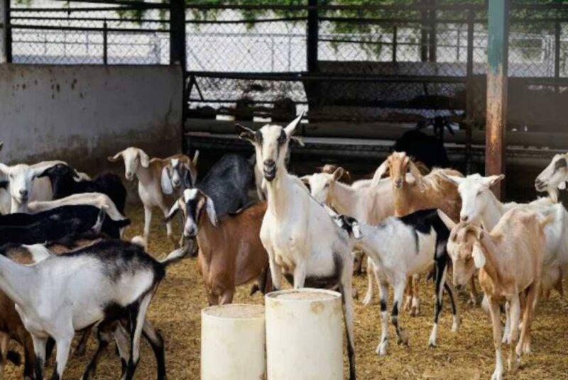 Pulau terpencil tawar sehingga 50 kambing percuma