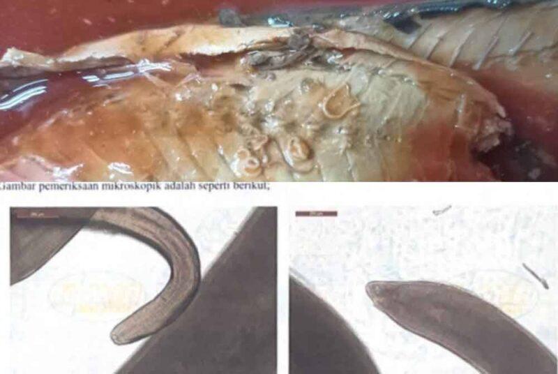 Cacing parasit dalam tin sardin dari China