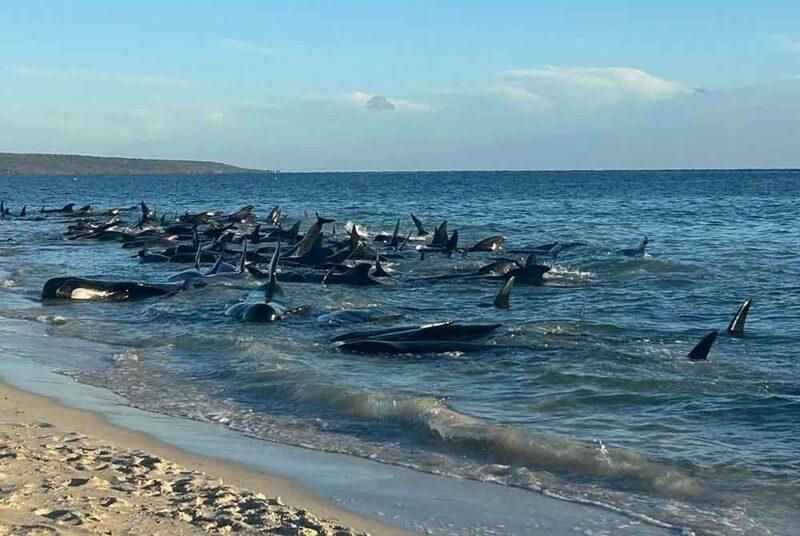 160 paus pilot terdampar di pantai Australia
