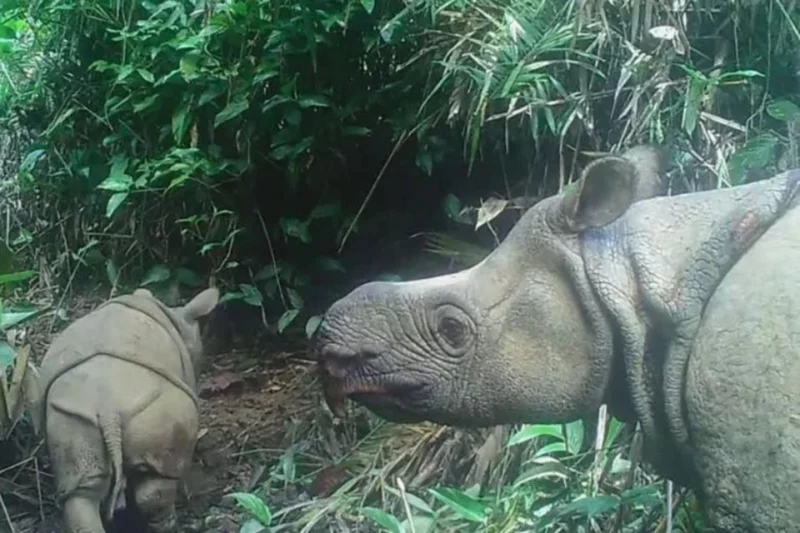 Anak badak Jawa ditemui di Indonesia